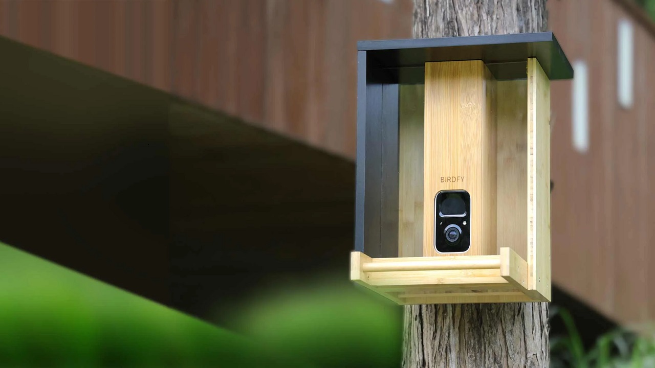 Bird's-Eye View: The Birdfy Cam Bird Camera with Motion Detection