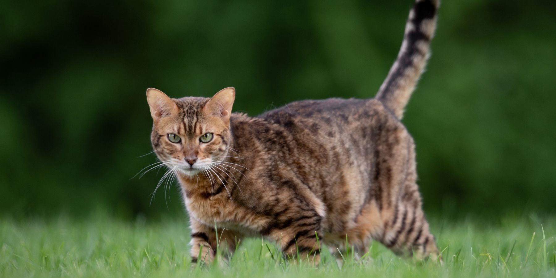 Can Bengal Cats Play Fetch?